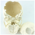 SKULL12 (12392-1) Medical Science 22parts adultos humanos modelo de cráneo